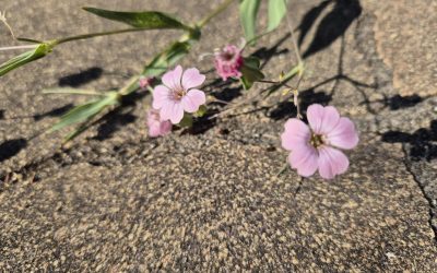 Blog 10 - Kom weer in beweging