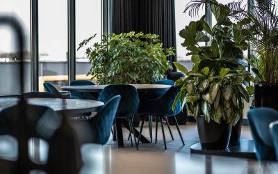 Blog - Planten op kantoor