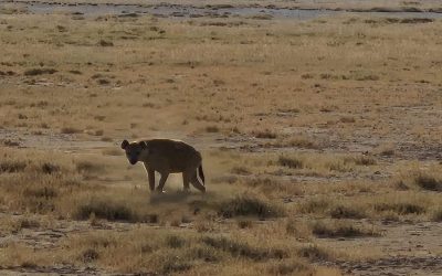 Wat de masai mij leerde over de hyena
